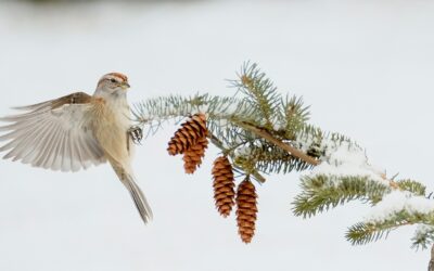 Venez en aide à vos oiseaux bien aimés!