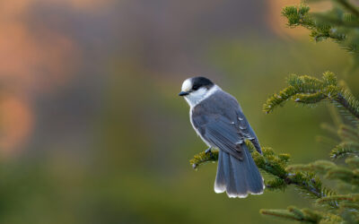 La revue scientifique à fort impact Avian Conservation & Ecology – Quoi de neuf?