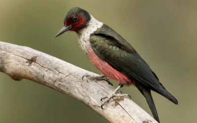 Le point sur l’évaluation des risques d’extinction d’espèces d’oiseaux du Canada