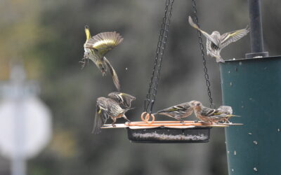 Au pays des mangeoires d’oiseaux: un guide