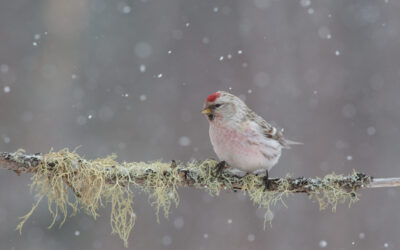 Le Recensement des oiseaux de Noël fête ses 125 ans au Canada!