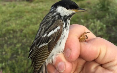 Pleins feux sur les migrations épiques de la Paruline rayée