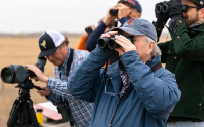 Agissez concrètement pour les oiseaux au conseil d’administration d’Oiseaux Canada!